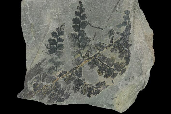 Pennsylvanian Fossil Fern (Sphenopteris) Plate - Kentucky #137742